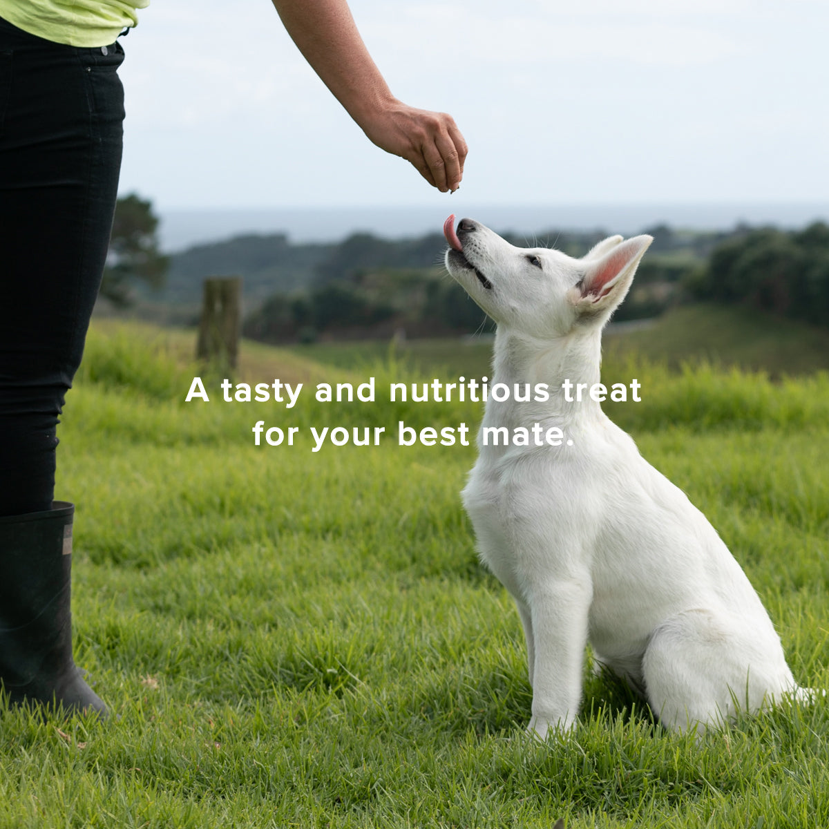 human giving white dog a treat, open field, a tasty and nutritious treat for your best mate