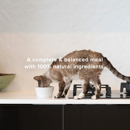 cat eating in a bowl on top of a gas stove counter, a complete and balanced meal with 100% natural ingredients